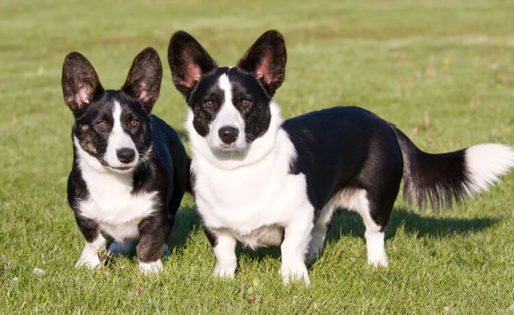 Cardigan Welsh Corgi